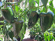 Mulato Isleno