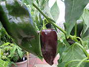 Mulato Isleno