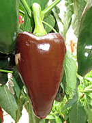 Mulato Isleno