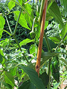 Mulato Isleno