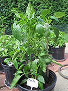 Pasilla Bajio