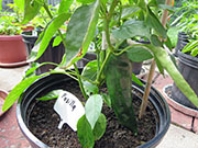 Pasilla Bajio