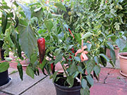 Pasilla Bajio