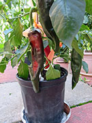 Pasilla Bajio