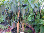 Pasilla Bajio