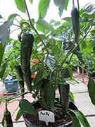 Pasilla Bajio