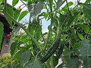 Pasilla Bajio