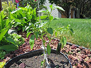 Pasilla Bajio
