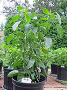 Pasilla Bajio