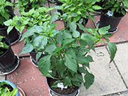 Pasilla Bajio