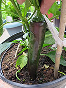 Pasilla Bajio