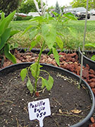 Pasilla Bajio