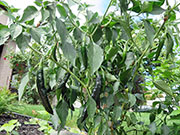 Pasilla Bajio