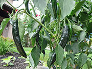 Pasilla Bajio