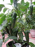 Pasilla Bajio
