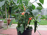 Pasilla Bajio