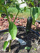 Pasilla Bajio