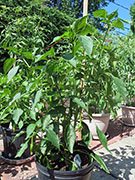Pasilla Bajio