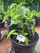 Pasilla Bajio