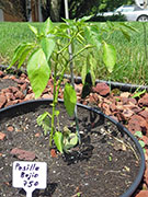 Pasilla Bajio