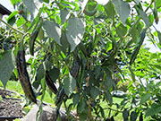 Pasilla Bajio