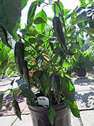 Pasilla Bajio
