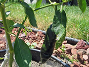 Pasilla Bajio