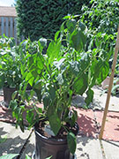 Pasilla Bajio