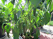 Pasilla Bajio