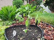 Pasilla Bajio