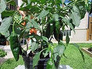 Pasilla Bajio