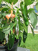 Pasilla Bajio