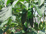 Pasilla Bajio