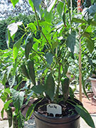 Pasilla Bajio