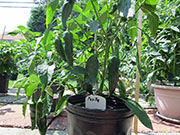 Pasilla Bajio