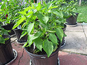 Peter Pepper