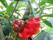 Peter Pepper
