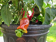 Peter Pepper