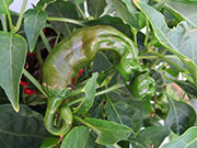 Peter Pepper