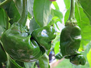Peter Pepper