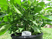 Peter Pepper