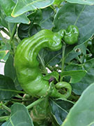 Peter Pepper