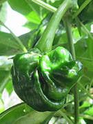 Peter Pepper