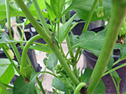 Peter Pepper