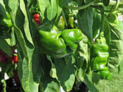 Peter Pepper