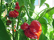 Peter Pepper