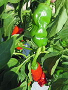 Peter Pepper
