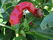 Peter Pepper