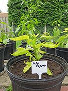 Peter Pepper
