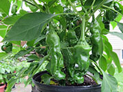 Peter Pepper